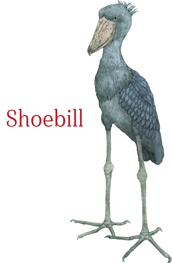 ハシビロコウTシャツ-オーバーサイズ(グリーン)