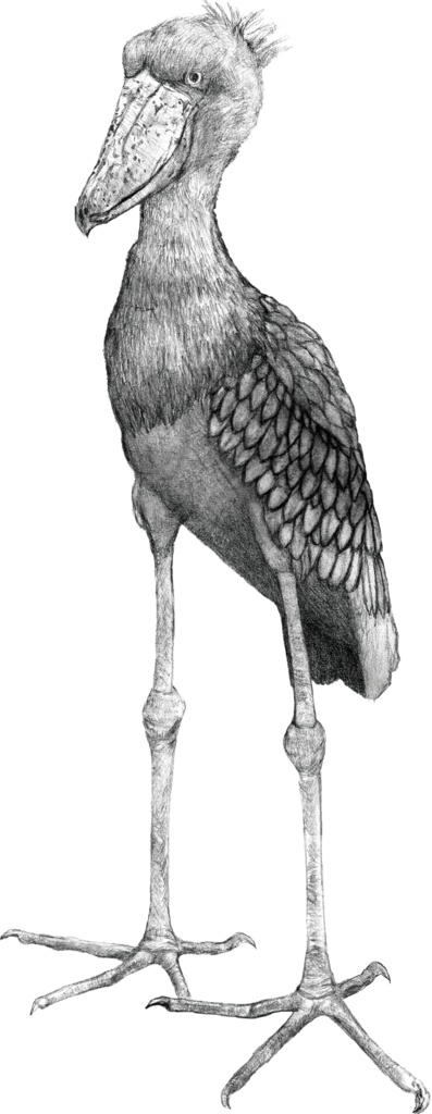 ハシビロコウTシャツ-線画バージョン(ライトグリーン)