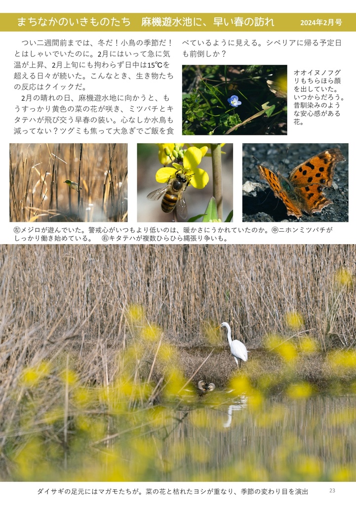 静岡のまちなかで生き物を探す