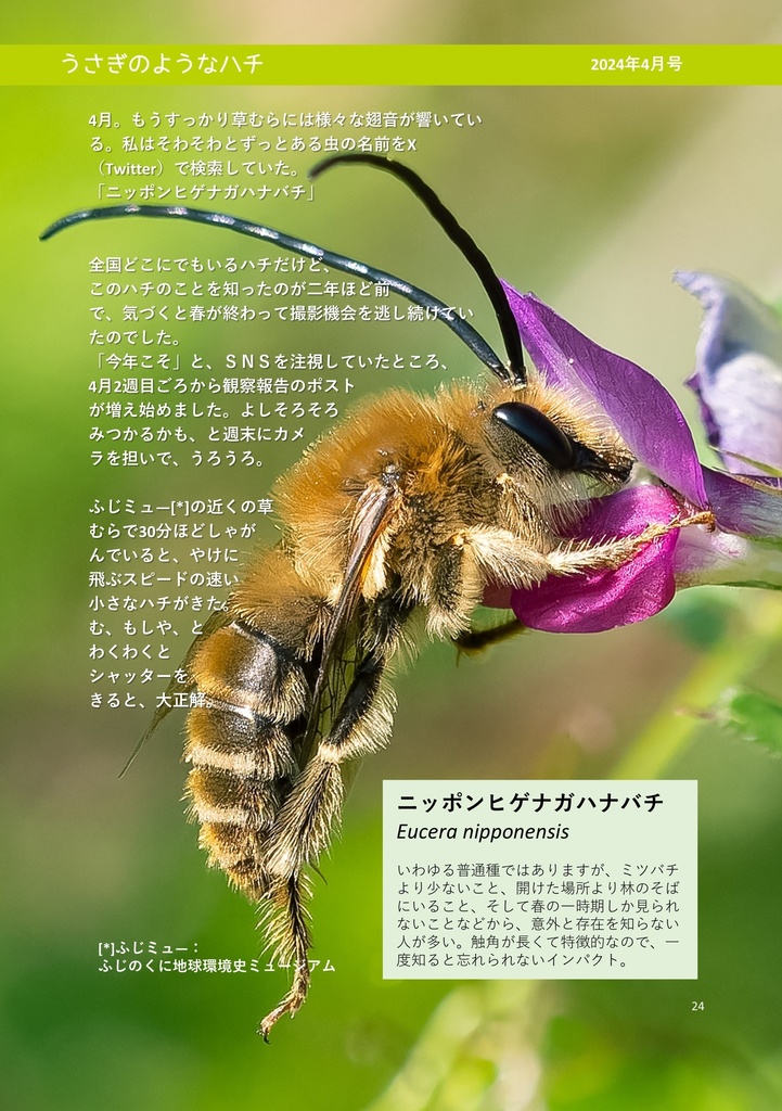 静岡のまちなかで生き物を探す