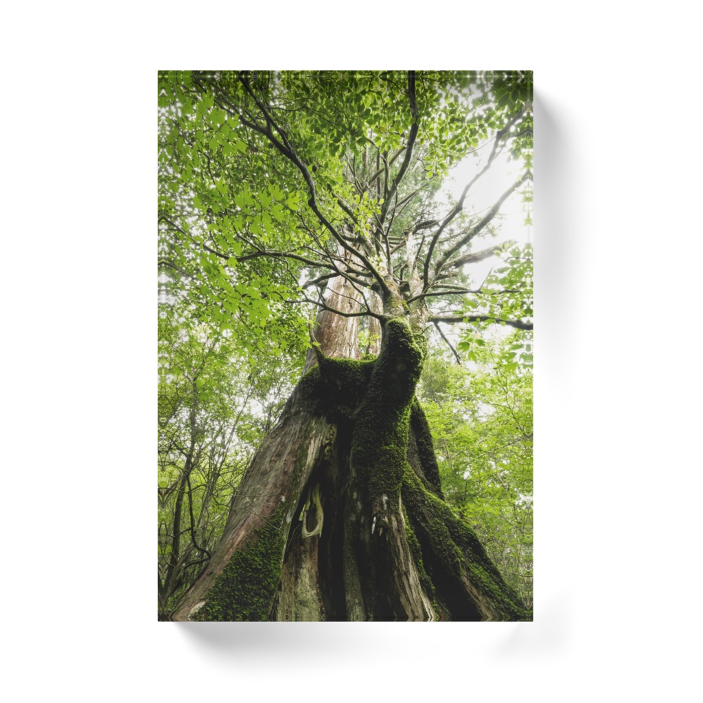 フォトアクリルブロック 写真集「工石山の森」 全5種類