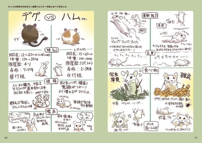 デグーはじめました