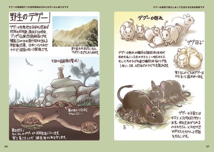 デグーはじめました