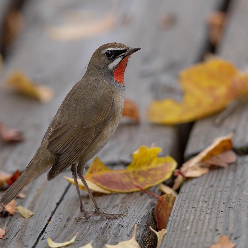 もくどうノゴマ