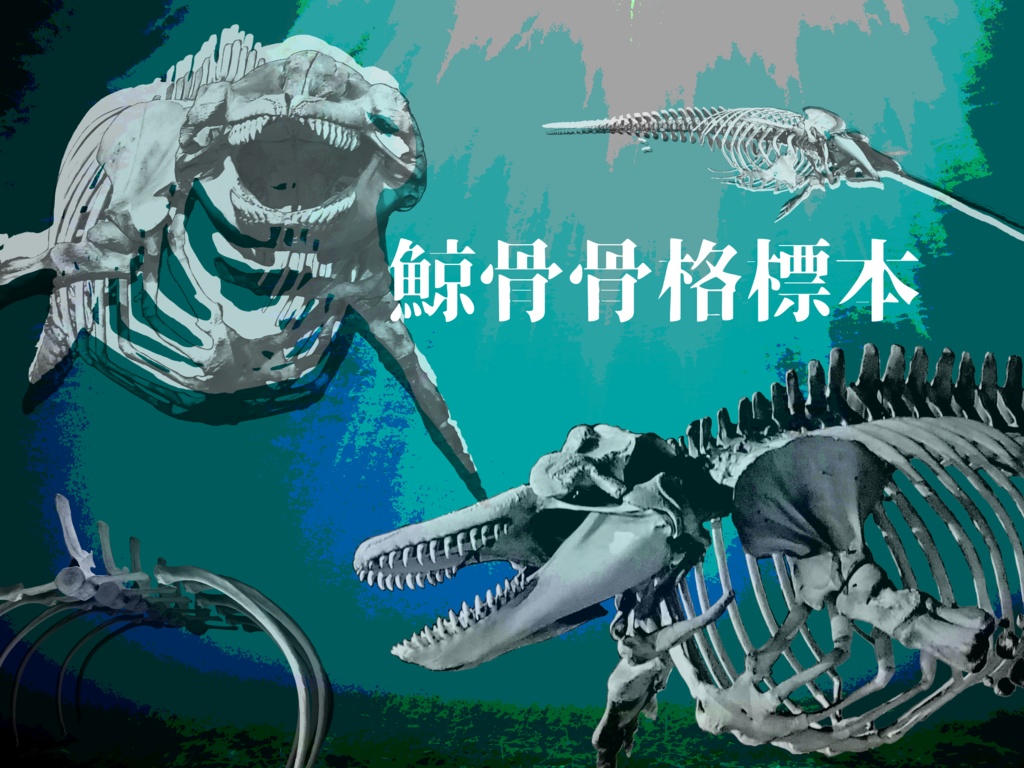 【無料】鯨骨骨格標本