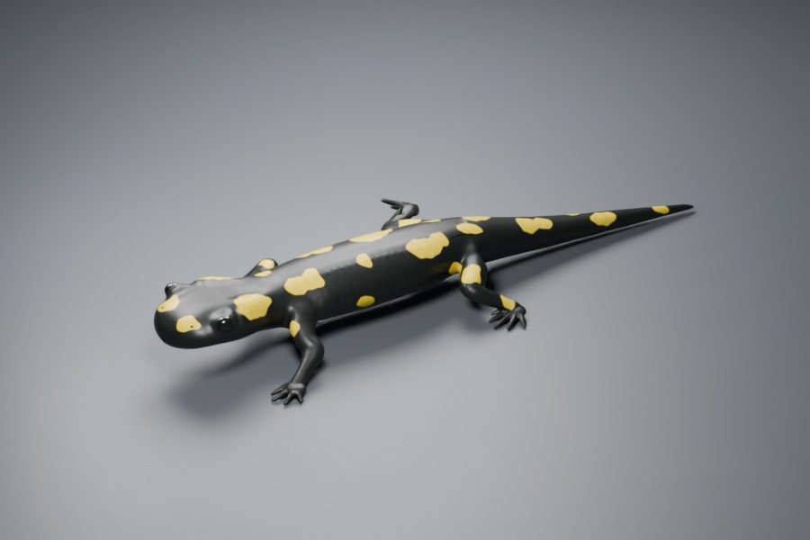 Salamandra salamandra - Rigged 3D Animal