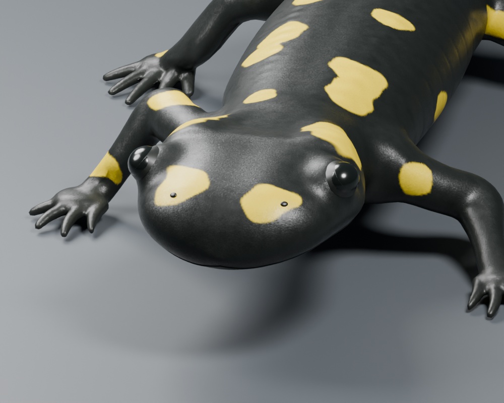Salamandra salamandra - Rigged 3D Animal