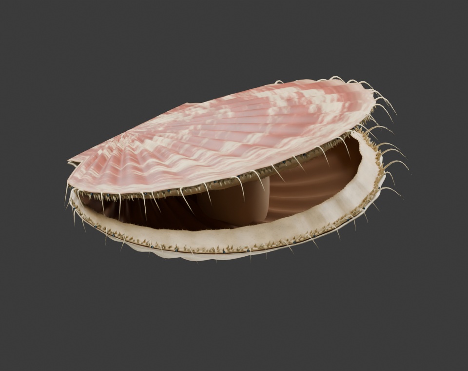Pecten maximus - Rigged 3D Animal