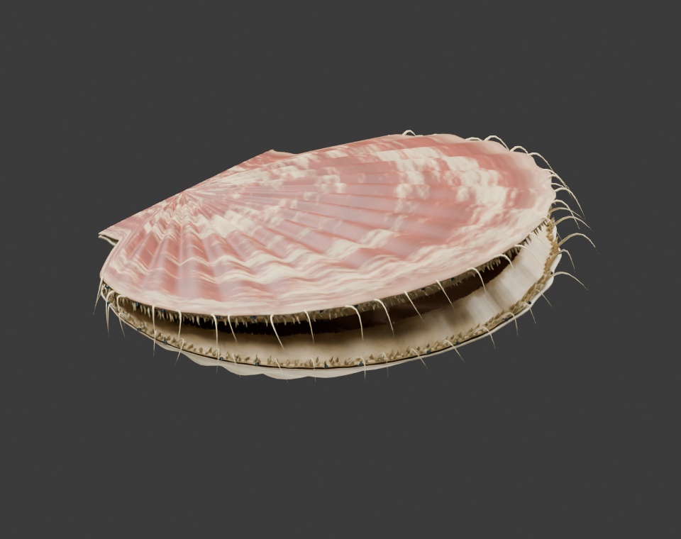Pecten maximus - Rigged 3D Animal