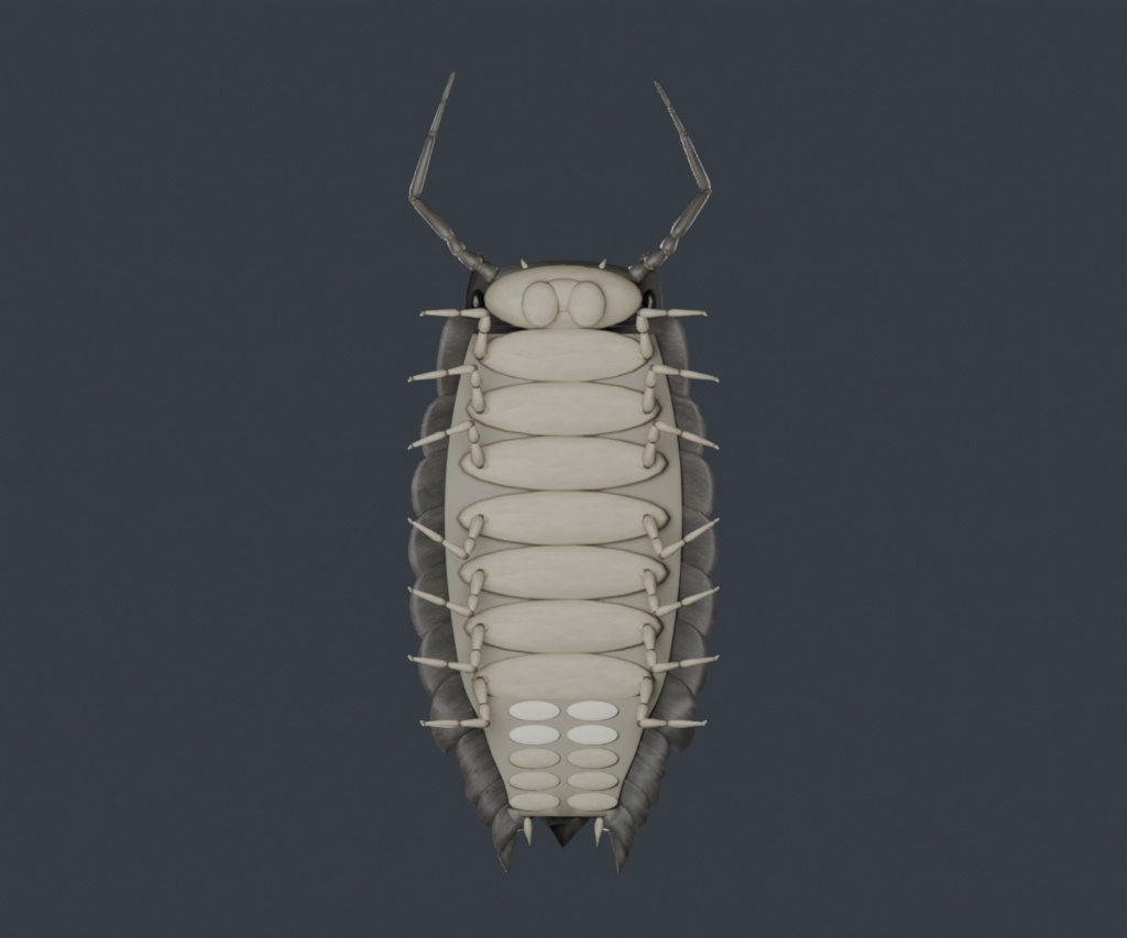 Porcellio scaber - Rigged 3D Animal