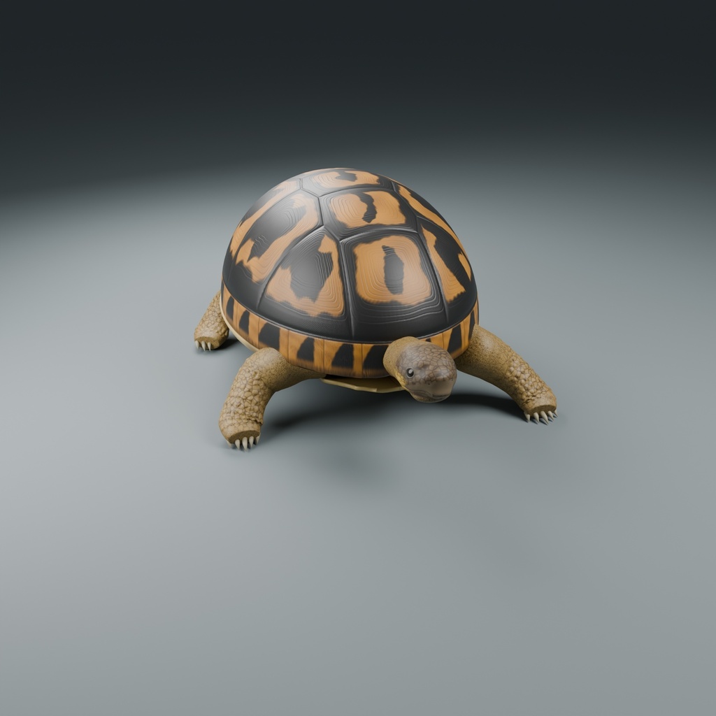 Testudo hermanni - Female - Rigged 3D Animal