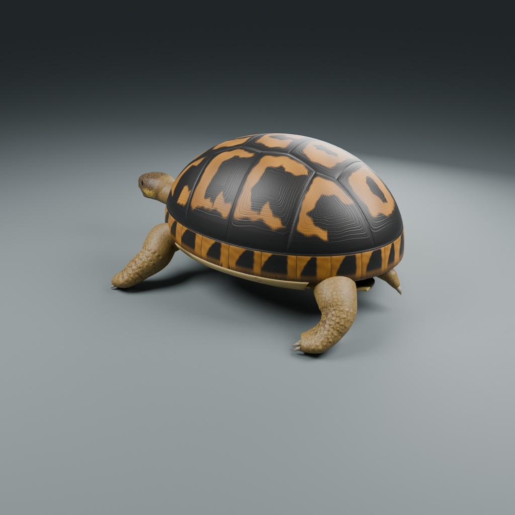 Testudo hermanni - Female - Rigged 3D Animal