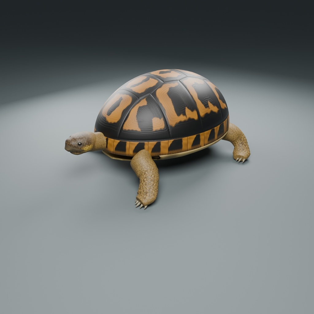 Testudo hermanni - Female - Rigged 3D Animal