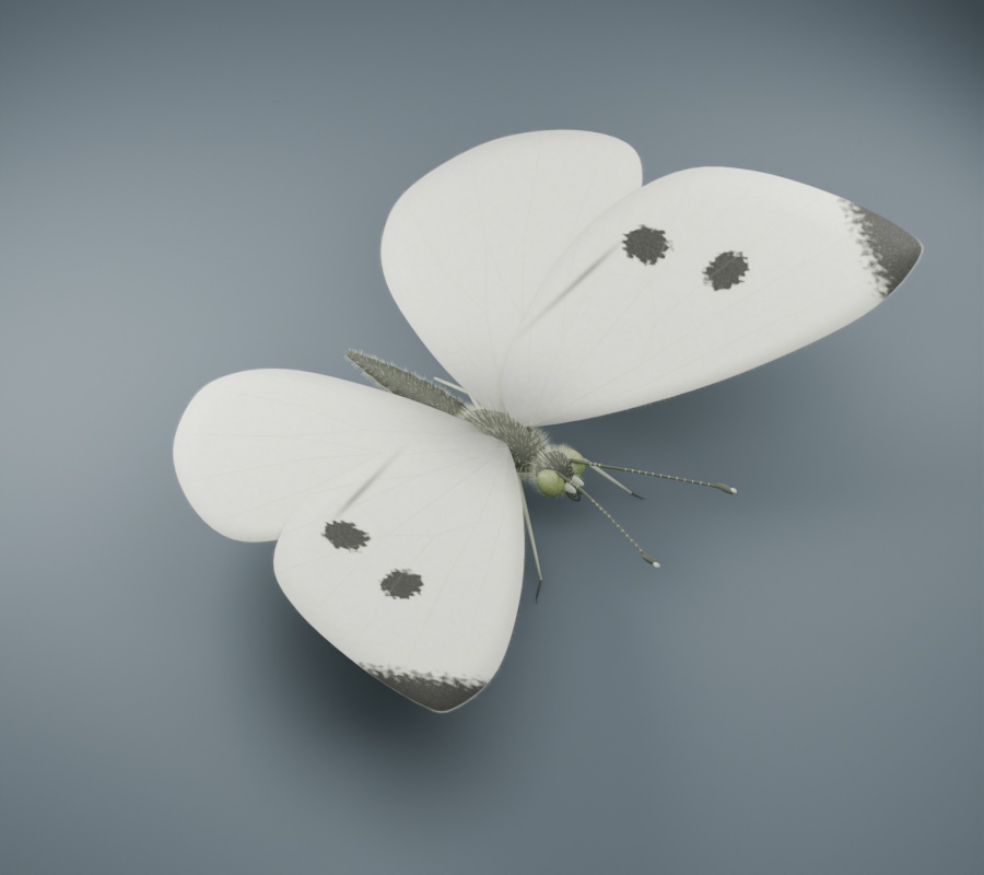 Pieris rapae - Female - Rigged 3D Animal