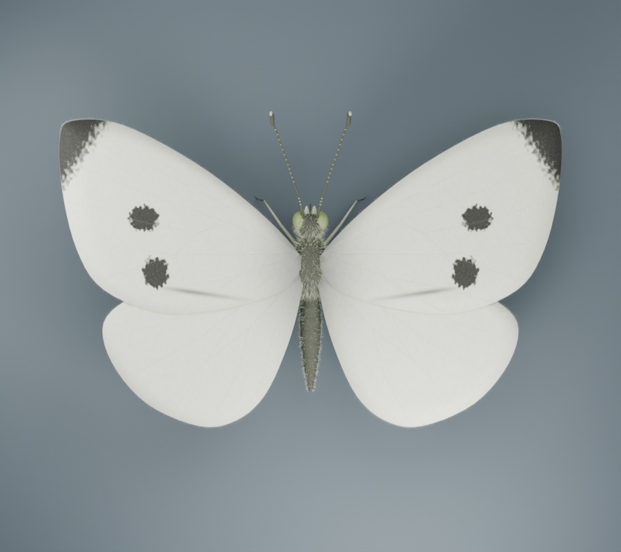Pieris rapae - Female - Rigged 3D Animal
