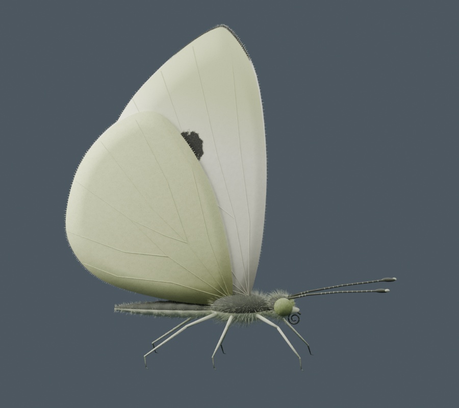 Pieris rapae - Female - Rigged 3D Animal
