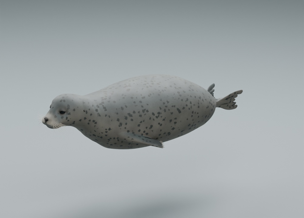 Phoca vitulina - Rigged 3D Animal