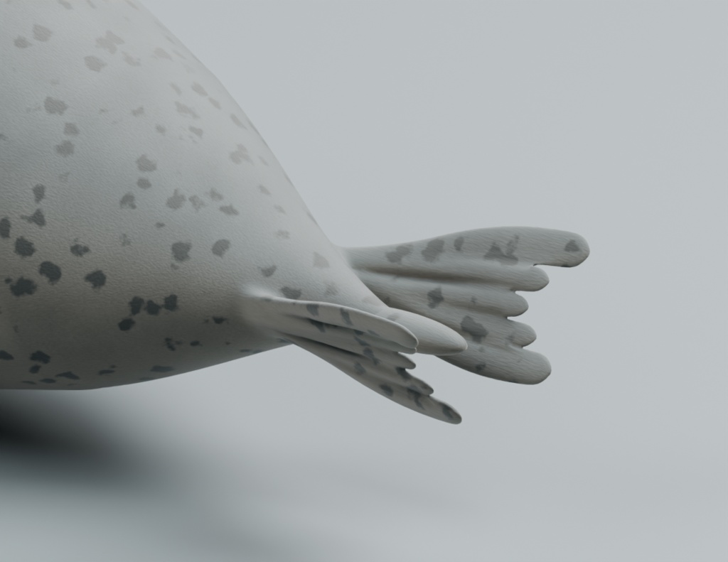 Phoca vitulina - Rigged 3D Animal