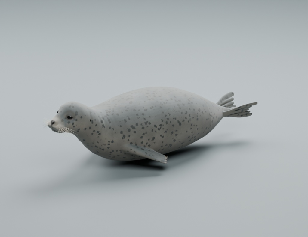 Phoca vitulina - Rigged 3D Animal