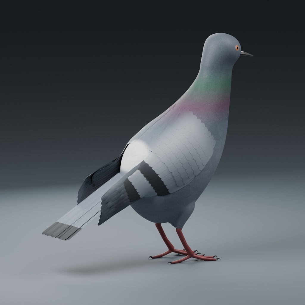 Columba livia - Rigged 3D Animal