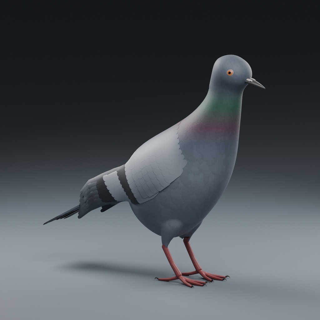 Columba livia - Rigged 3D Animal