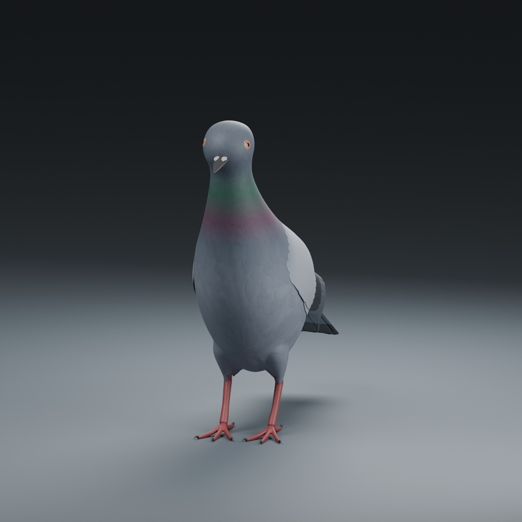 Columba livia - Rigged 3D Animal