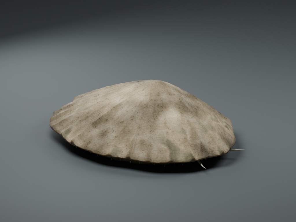 Patella vulgata - Rigged 3D Animal