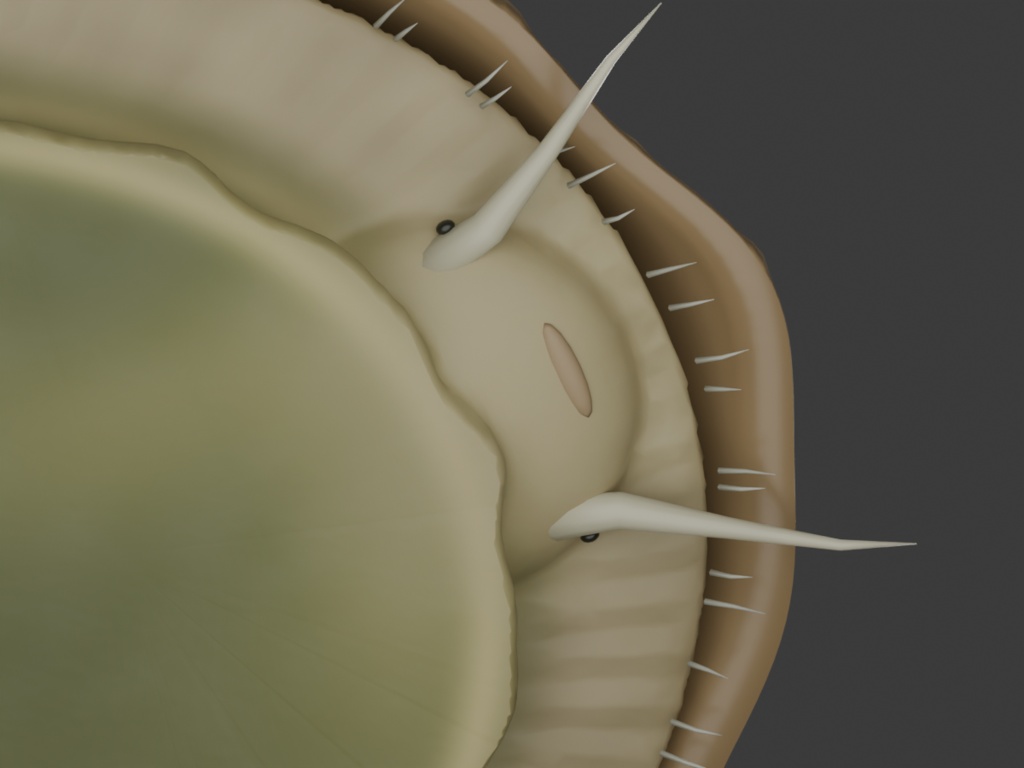 Patella vulgata - Rigged 3D Animal