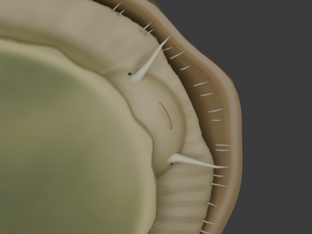 Patella vulgata - Rigged 3D Animal