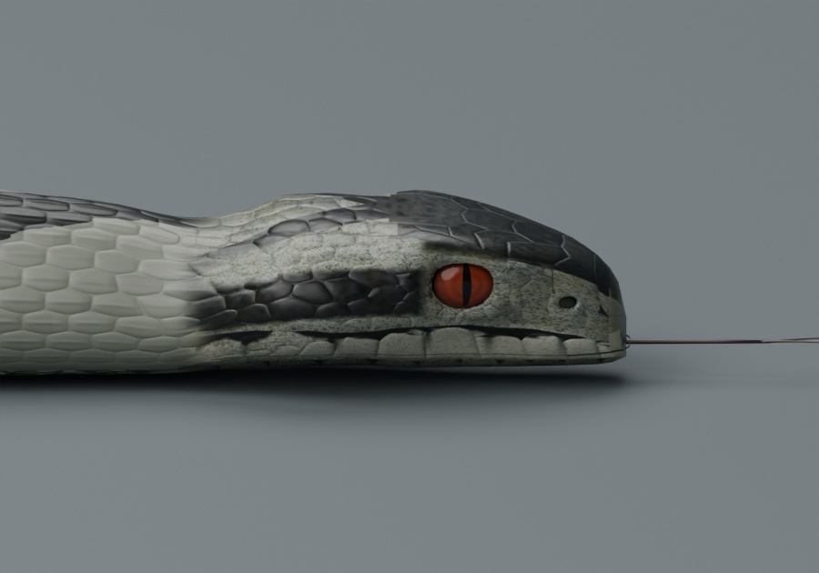 Vipera berus - Male - Rigged 3D Animal