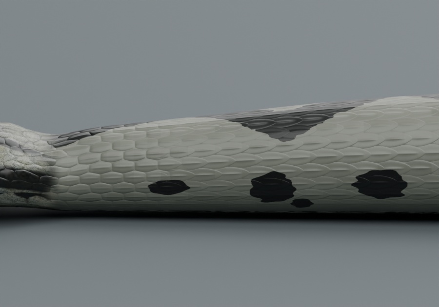 Vipera berus - Male - Rigged 3D Animal