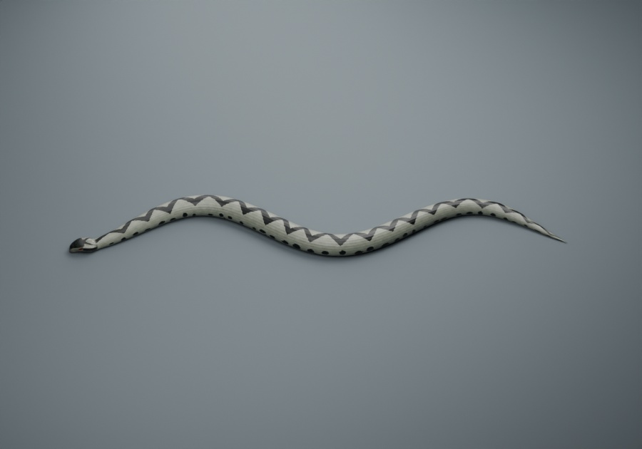 Vipera berus - Male - Rigged 3D Animal