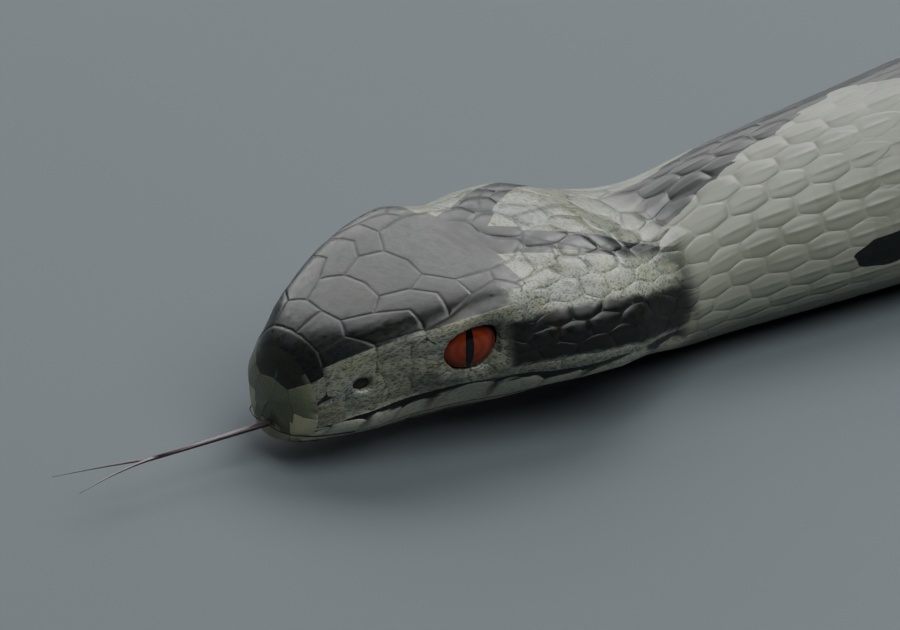 Vipera berus - Male - Rigged 3D Animal
