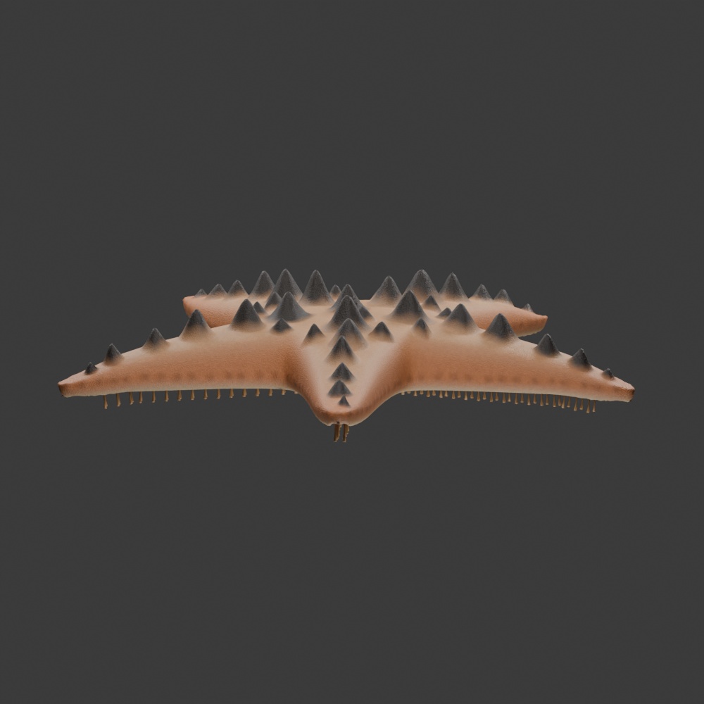 Protoreaster nodosus - Rigged 3D Animal