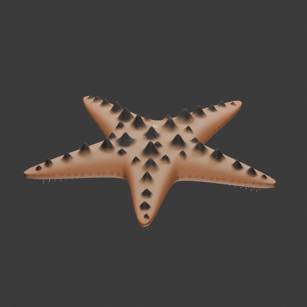 Protoreaster nodosus - Rigged 3D Animal
