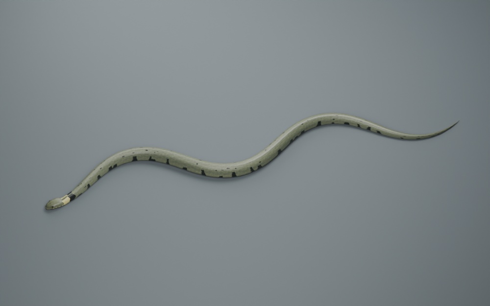 Natrix helvetica - Rigged 3D Animal