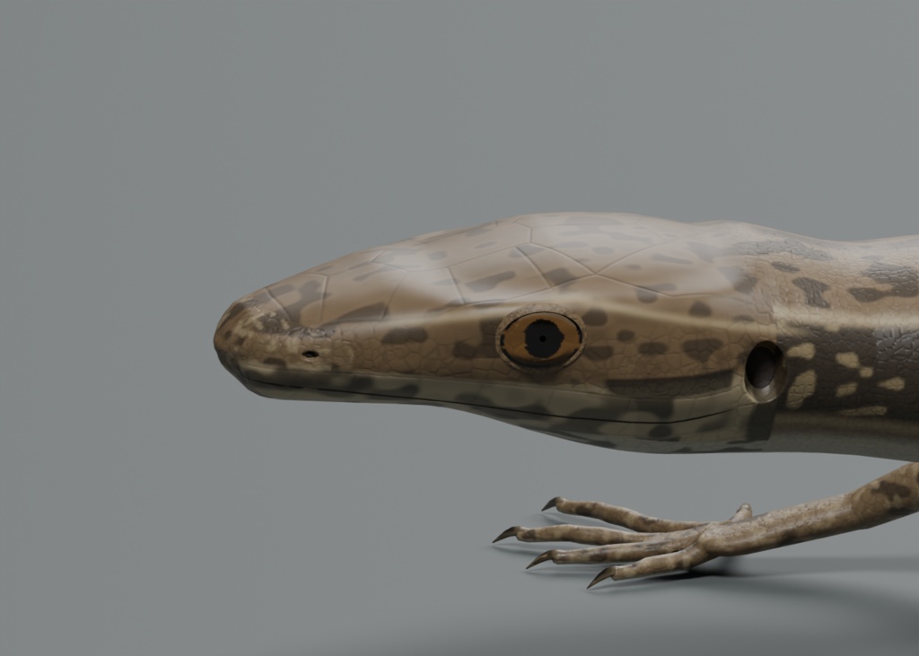 Podarcis muralis - Rigged 3D Animal