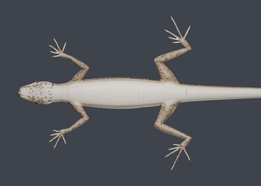 Podarcis muralis - Rigged 3D Animal
