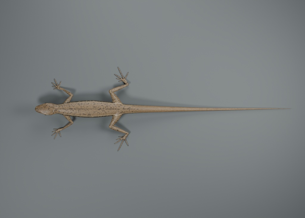 Podarcis muralis - Rigged 3D Animal