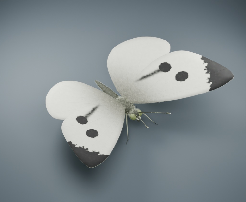 Pieris brassicae - Female - Rigged 3D Animal