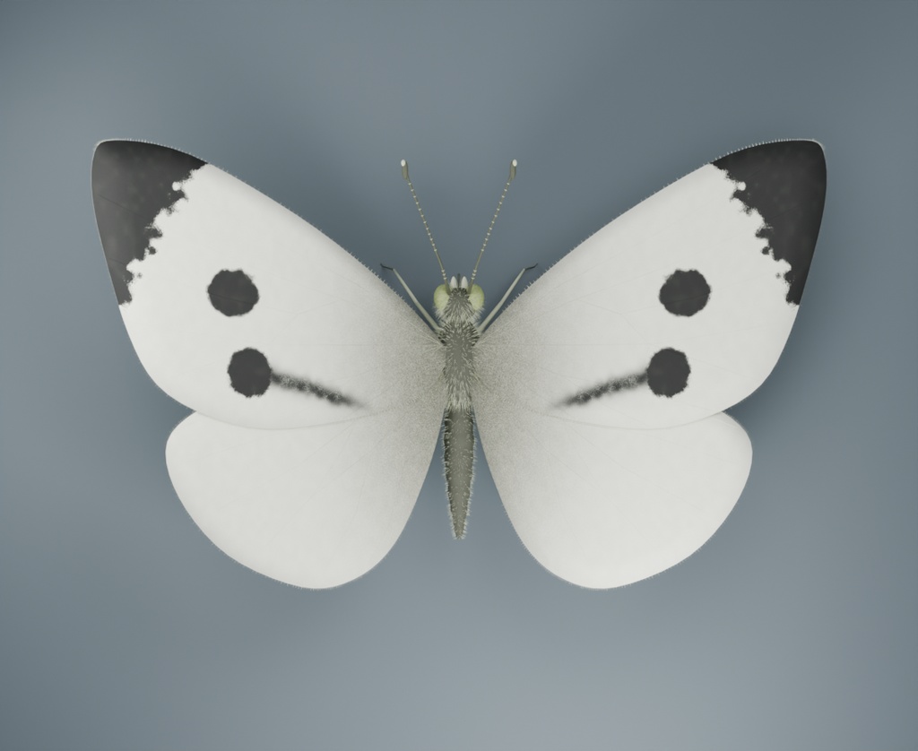 Pieris brassicae - Female - Rigged 3D Animal