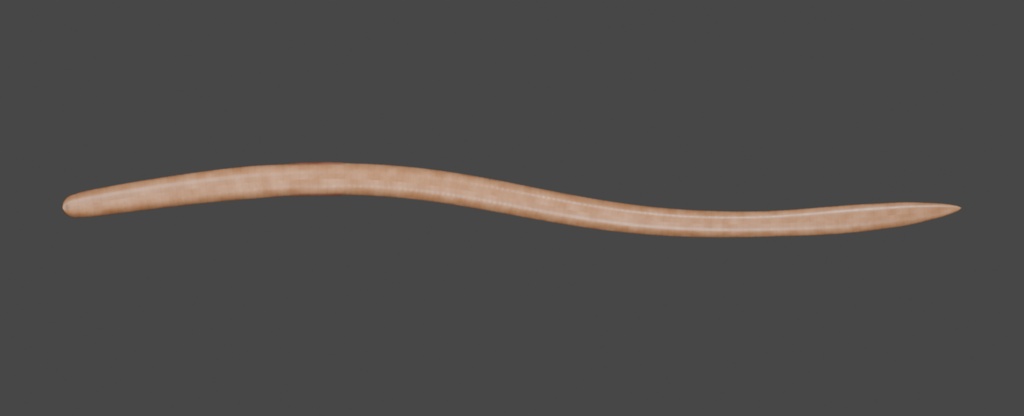 Lumbricus terrestris - Rigged 3D Animal