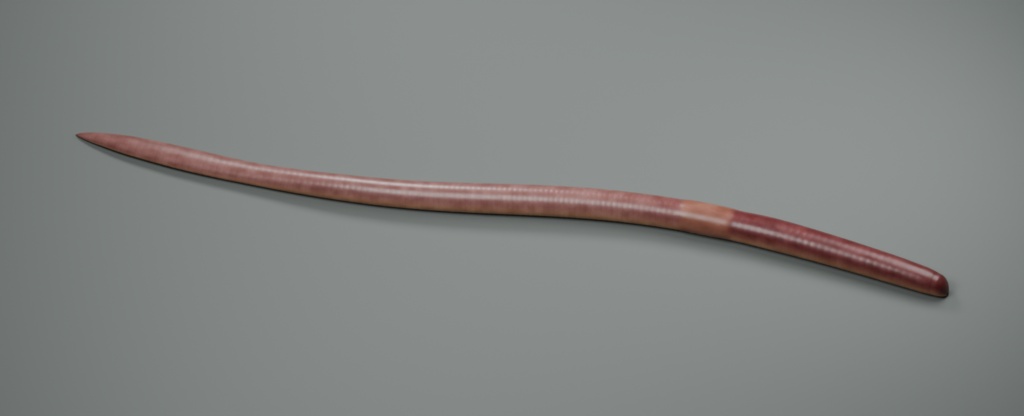 Lumbricus terrestris - Rigged 3D Animal