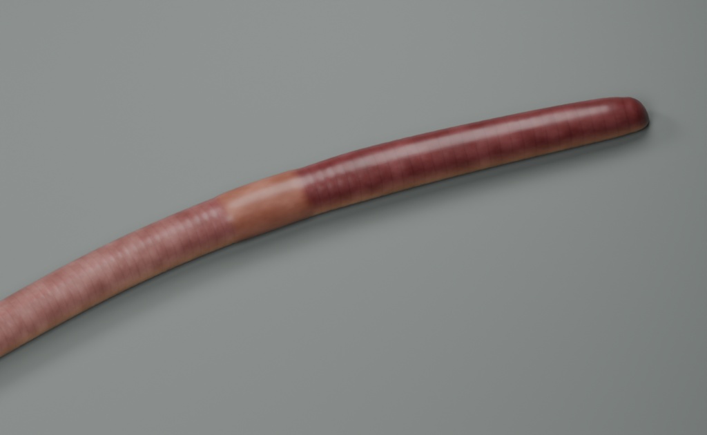 Lumbricus terrestris - Rigged 3D Animal