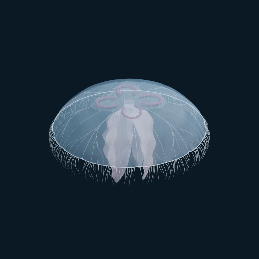 Aurelia aurita - Rigged 3D Animal