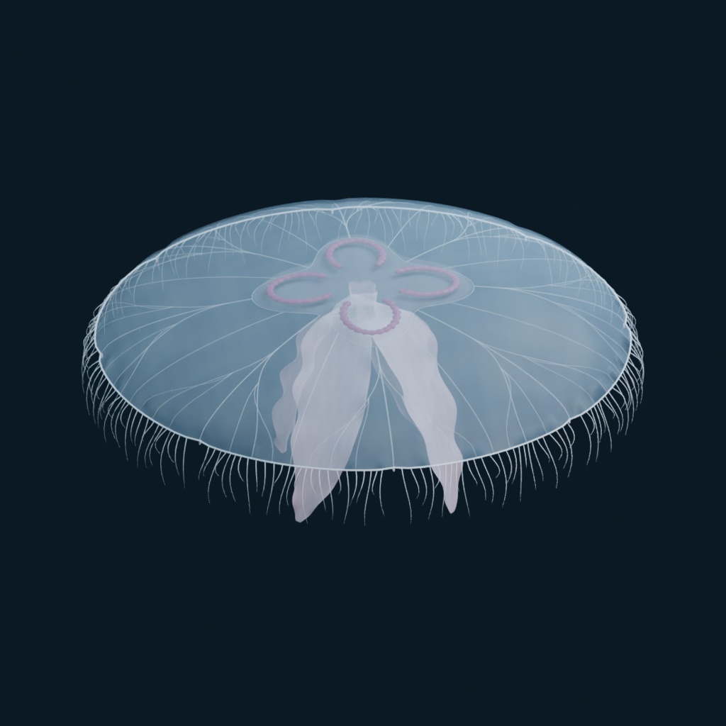 Aurelia aurita - Rigged 3D Animal