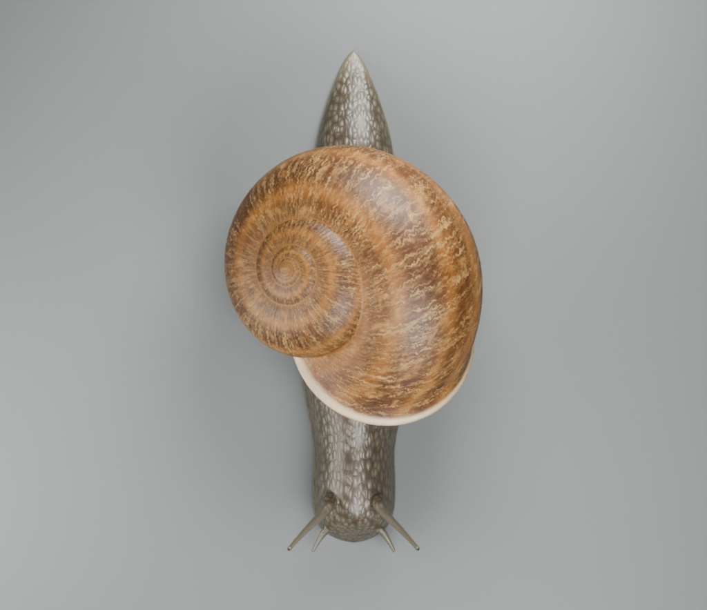 Cornu aspersum - Rigged 3D Animal
