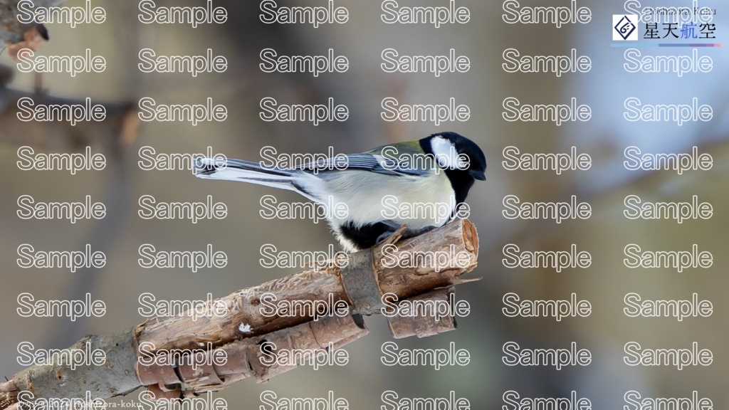 星天航空オリジナルカレンダー2024年12月分(デスクトップ用)