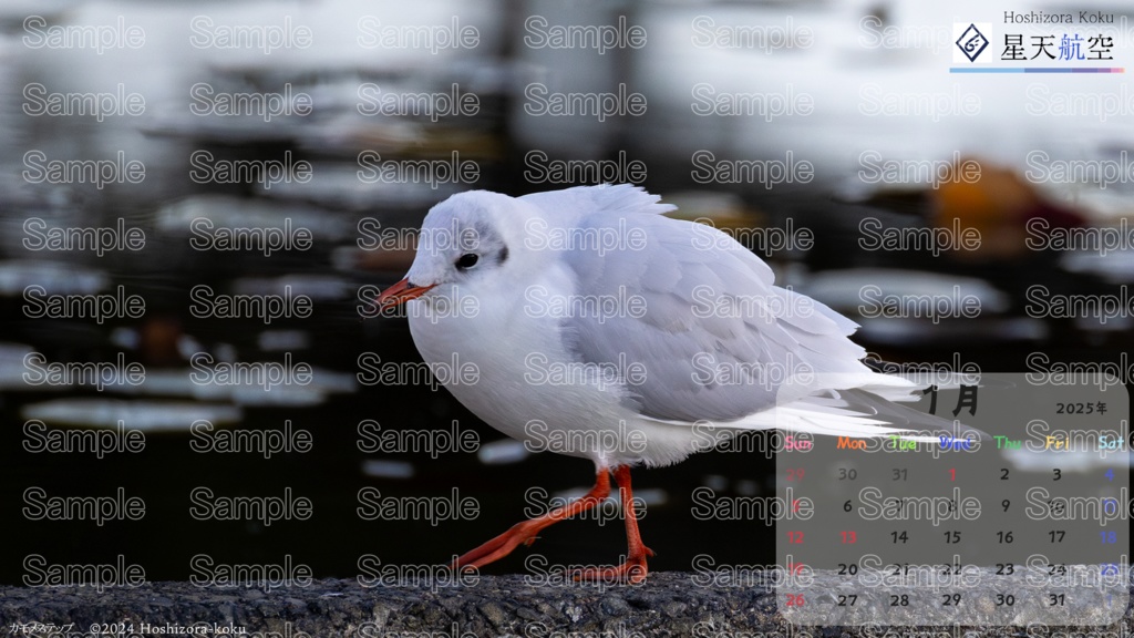 星天航空オリジナルカレンダー2025年1月分/3枚セット(デスクトップ用)
