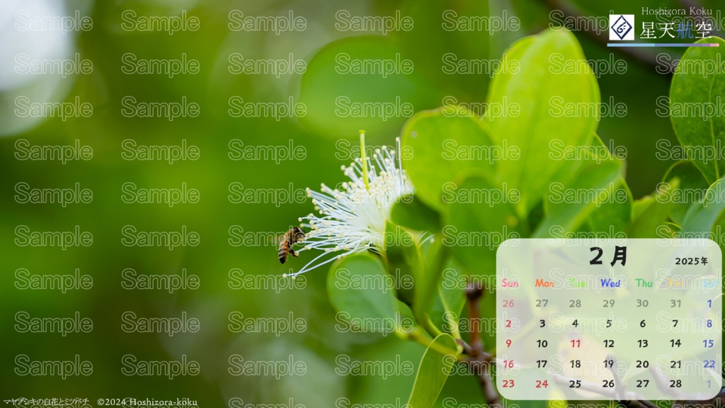 星天航空オリジナルカレンダー2025年2月分/3枚セット(デスクトップ用)